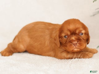 Cavalier King Charles Spaniel dogs Truce - Ad 40