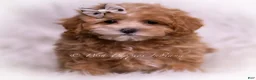 Maltipoo dogs for sale: Tommie - Ad 3