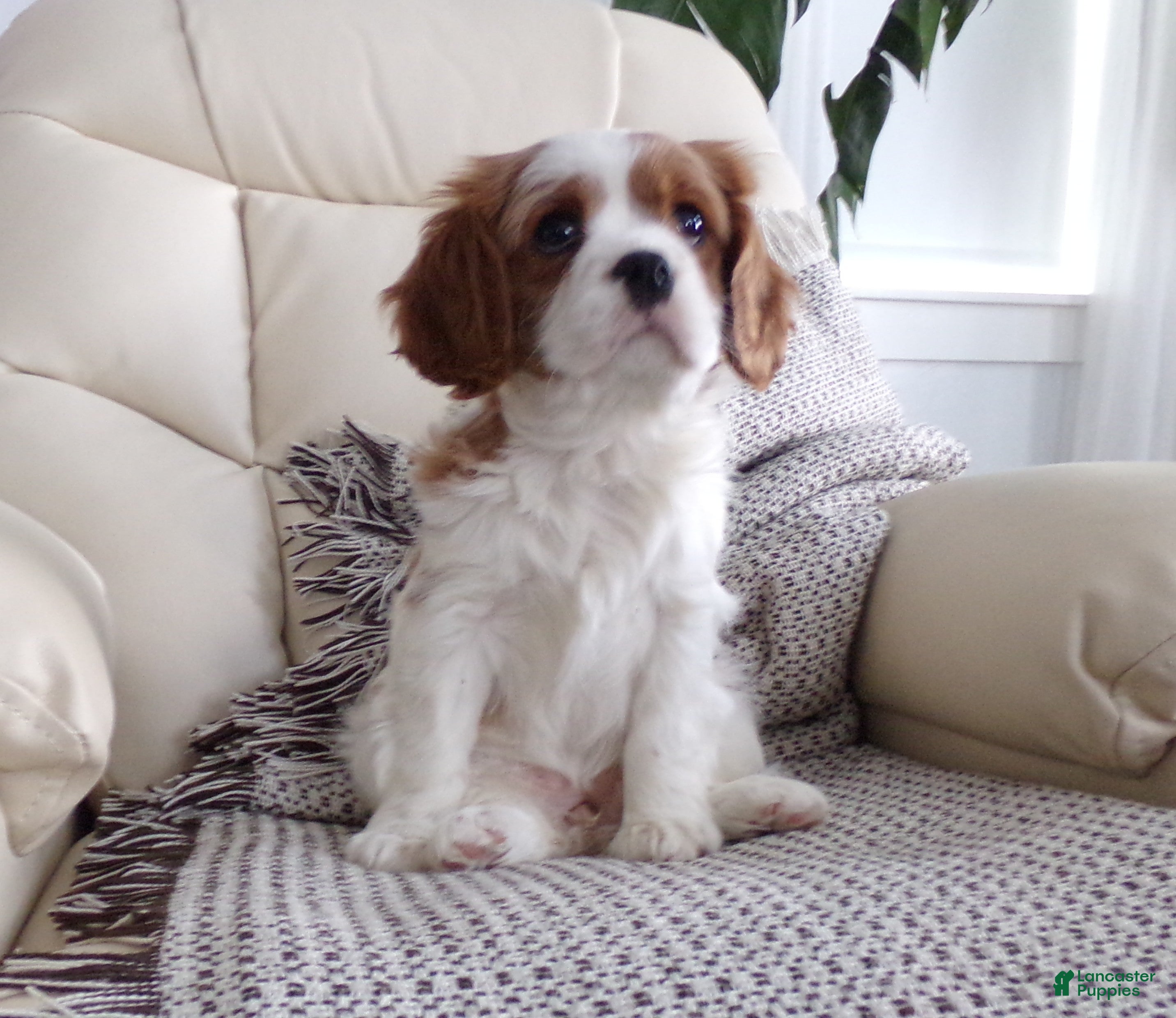 Cavalier King Charles Spaniel dogs Sophie - Ad 20