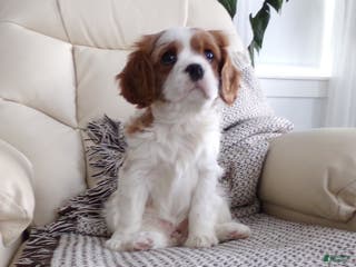 Cavalier King Charles Spaniel dogs Sophie - Ad 20
