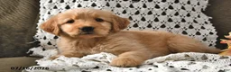 Goldendoodle dogs for sale: Caramel - Ad 13