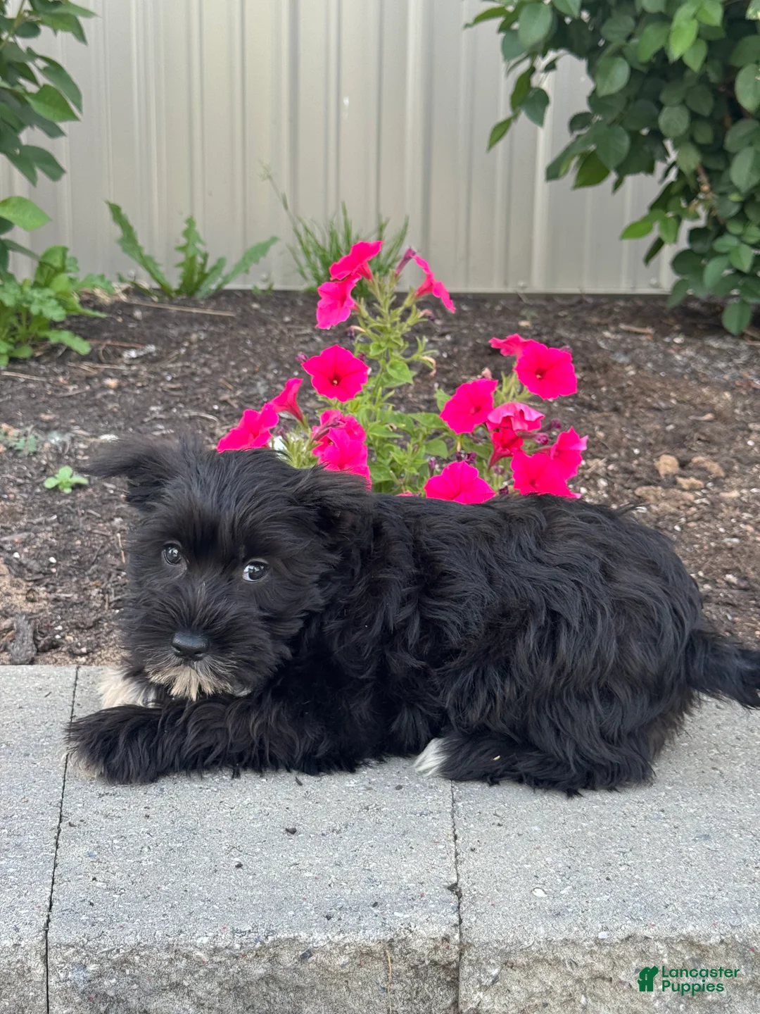 Miniature Schnauzer dogs for sale: Midnight 🦚 - Ad 5