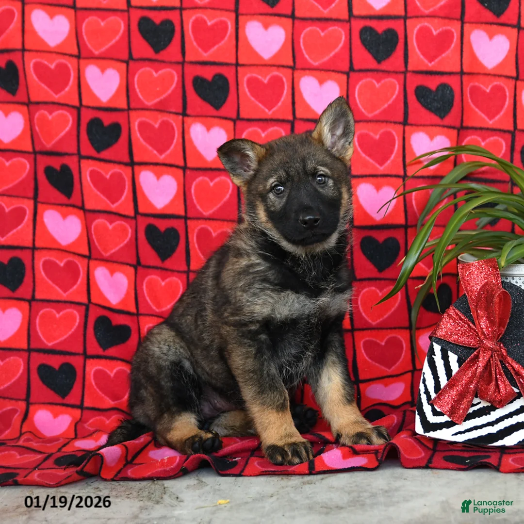 German Shepherd dogs for sale: Queeny - Ad 1