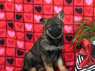 German Shepherd dogs Queeny - Ad 36