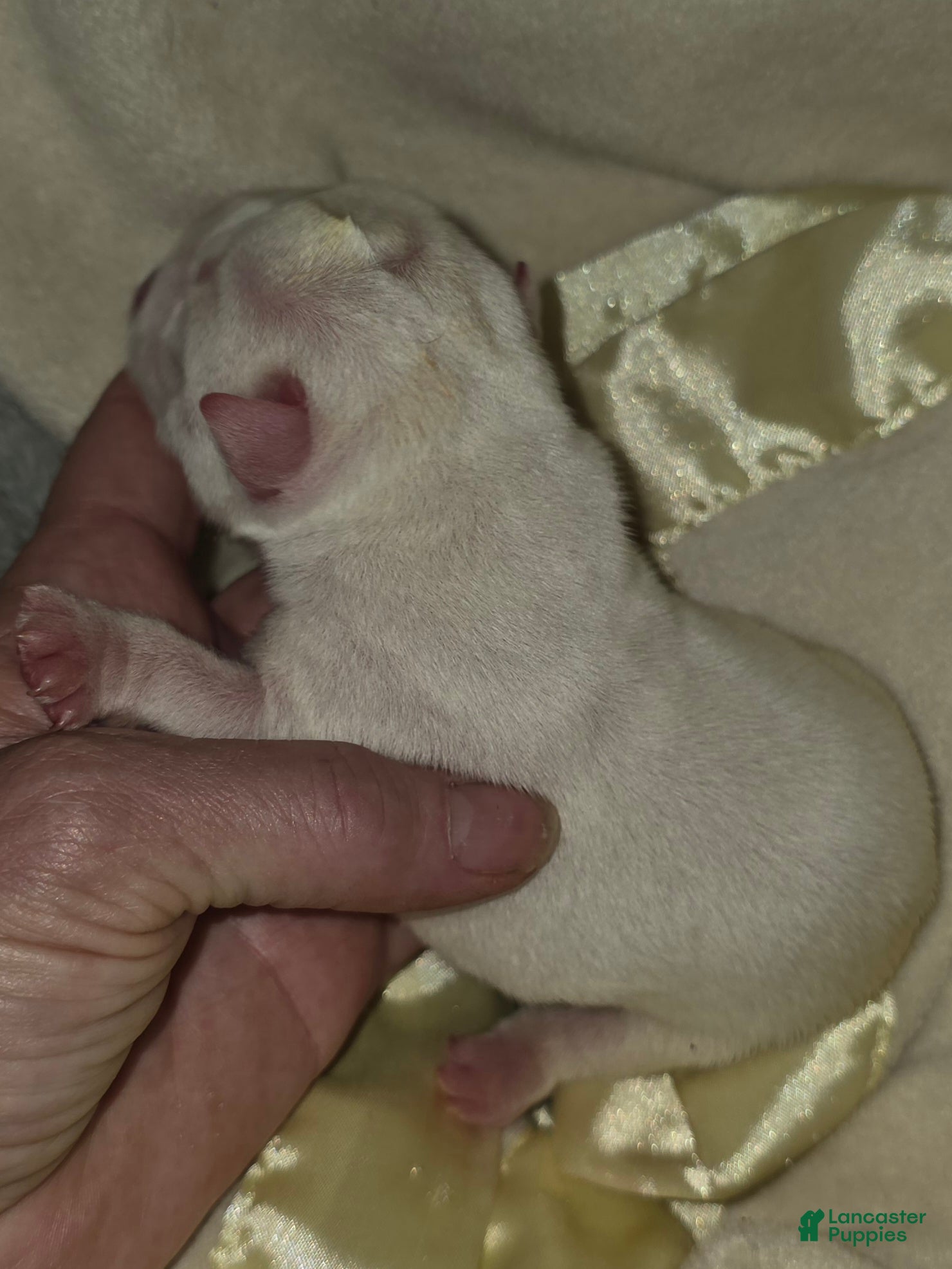 English Bulldog dogs English Bulldog 2 - Ad 2