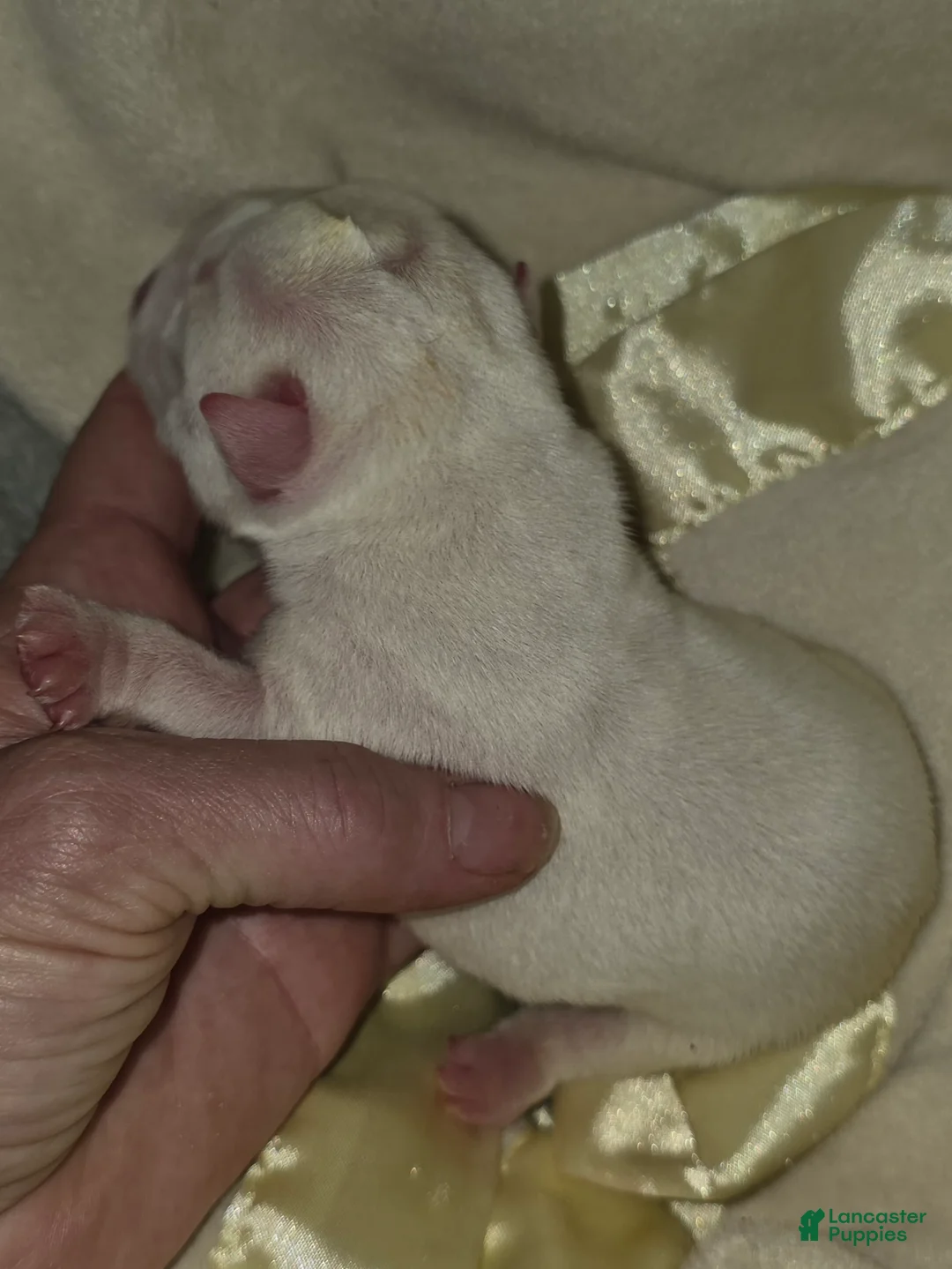 English Bulldog dogs for sale: English Bulldog 2 - Ad 2