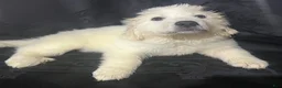 Great Pyrenees dogs for sale: Rosie - Ad 1