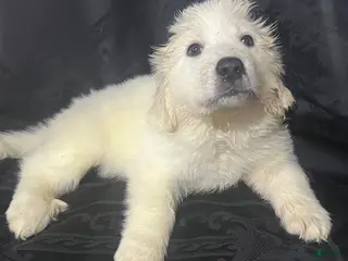 Great Pyrenees dogs Rosie - Ad 3