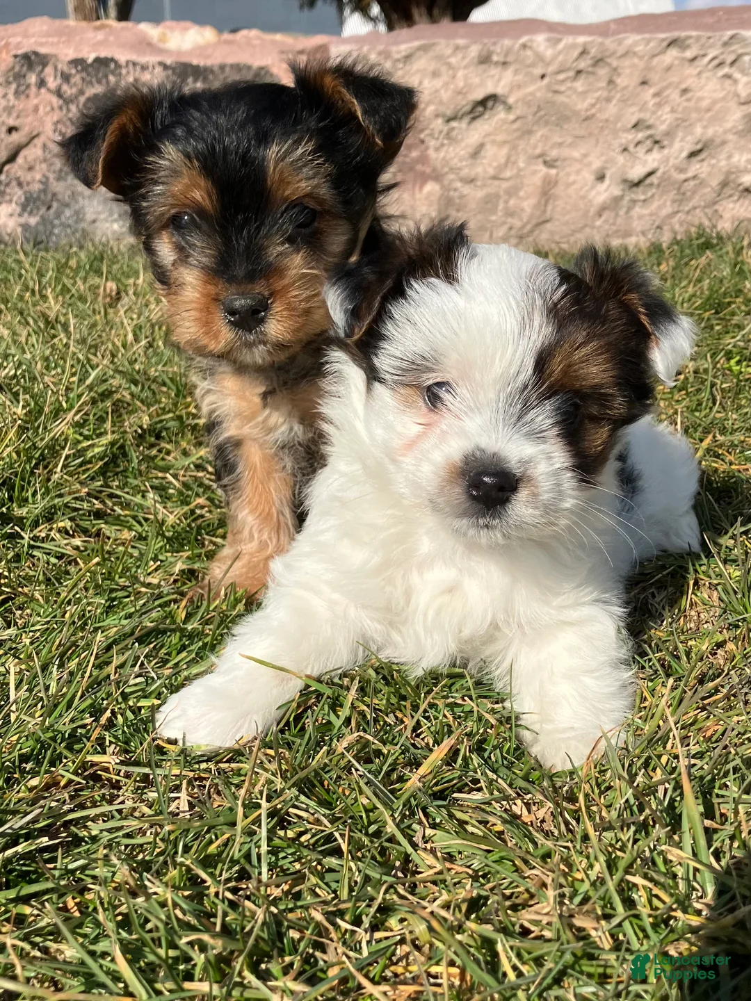 Yorkshire Terrier dogs for sale: Kolby - Ad 10