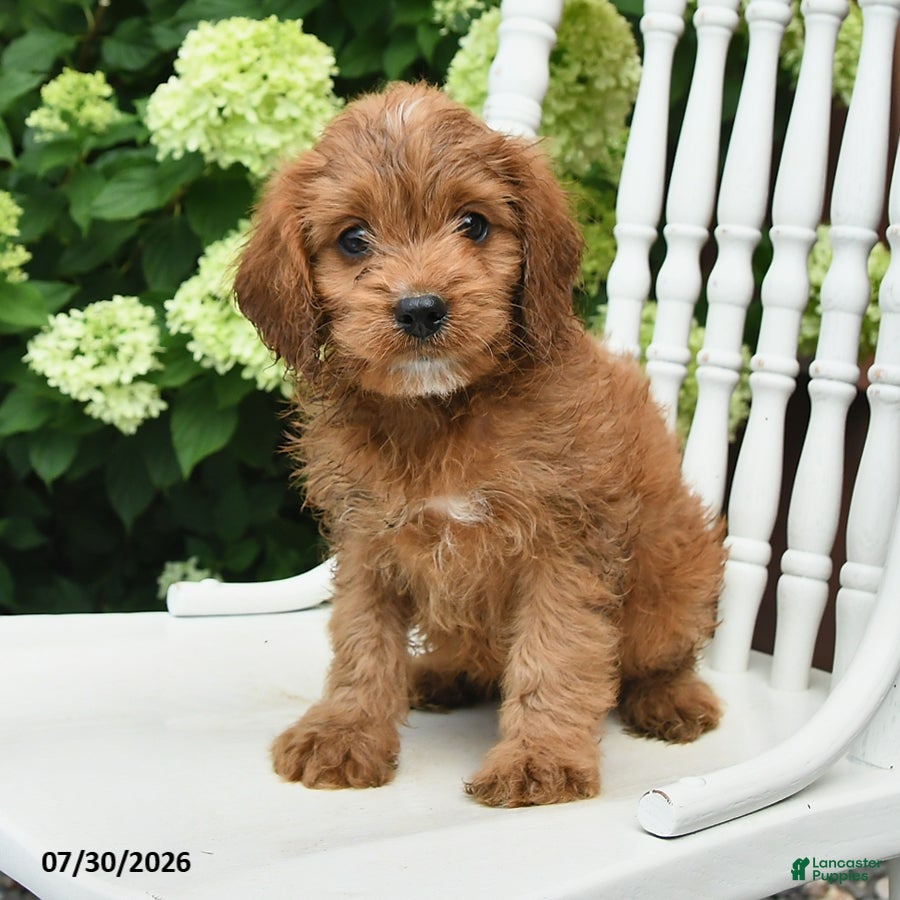 Cavapoo dogs Dusty - Ad 1