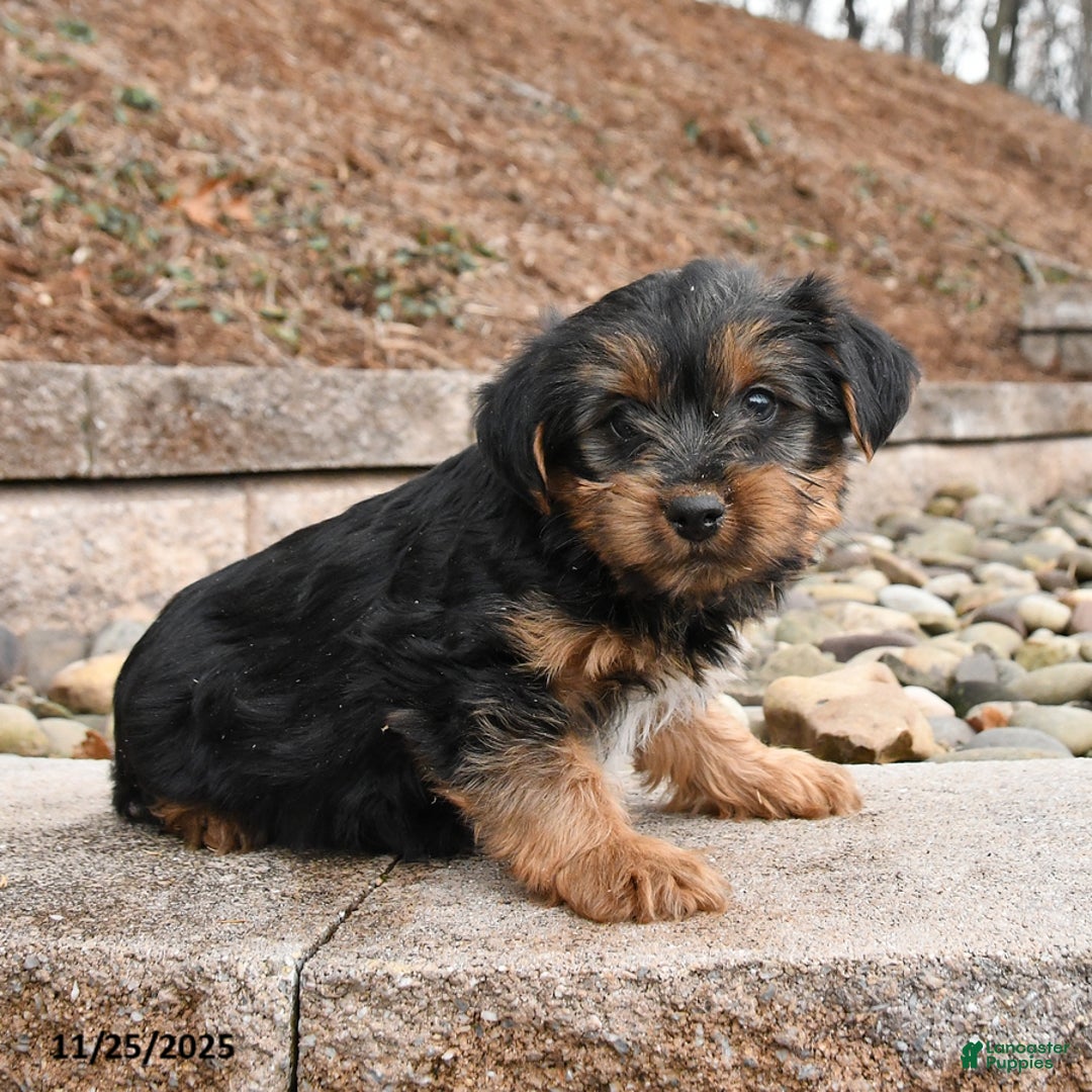 Yorkshire Terrier dogs for sale: Jenna - Ad 1