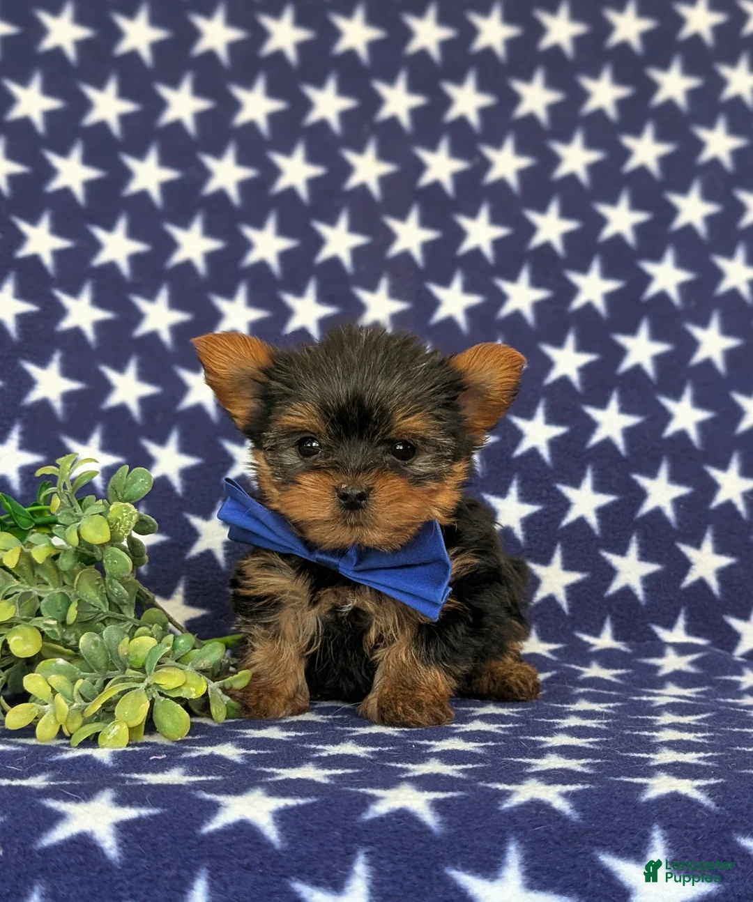 Yorkshire Terrier dogs for sale: Kendrik 7 lbs Full Grown - Ad 1