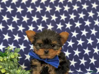 Yorkshire Terrier dogs for sale: Kendrik 7 lbs Full Grown - Ad 2