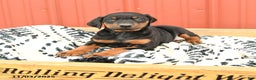 Doberman Pinscher dogs for sale: Harmony - Ad 13