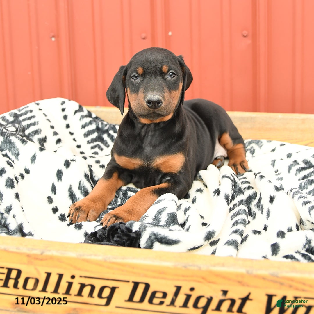 Doberman Pinscher dogs for sale: Harmony - Ad 13