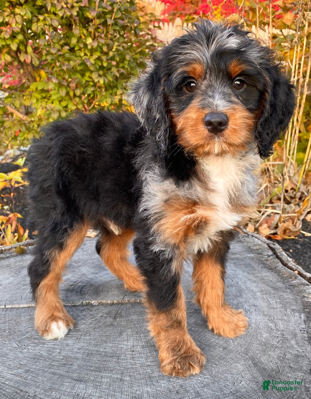 Mini Bernedoodle dogs for sale: 💛 IN BOSTON MASSACHUSETTS AREA 💛 UNIQUE COLOR & COAT COMBINATION 💛 MINI BERNEDOODLE 💛 - Ad 2