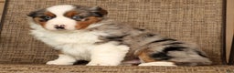 Miniature Australian Shepherd dogs for sale: Smokey - Ad 8