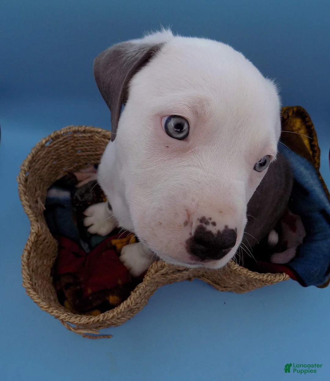 Mixed Breed dogs for sale: Mambo - Ad 11