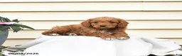 Aussiedoodle dogs for sale: Rusty - Ad 3