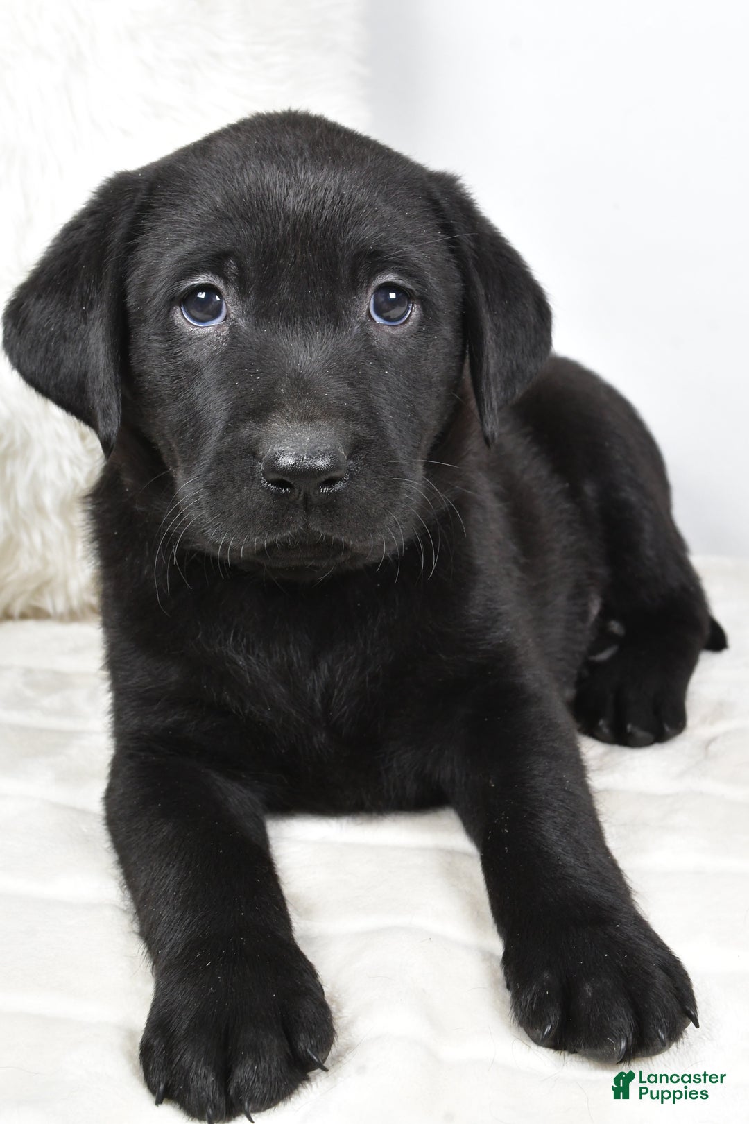 Labrador Retriever dogs for sale: Lucy - Ad 3