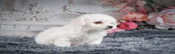 Bichon Frise dogs for sale: AKC-Faith - Ad 5