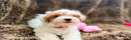 Maltipoo dogs for sale: Pink - Ad 6