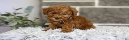 Toy Poodle dogs for sale: Quince - Ad 1