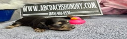 Miniature Dachshund dogs for sale: Black and cream South african - Ad 5