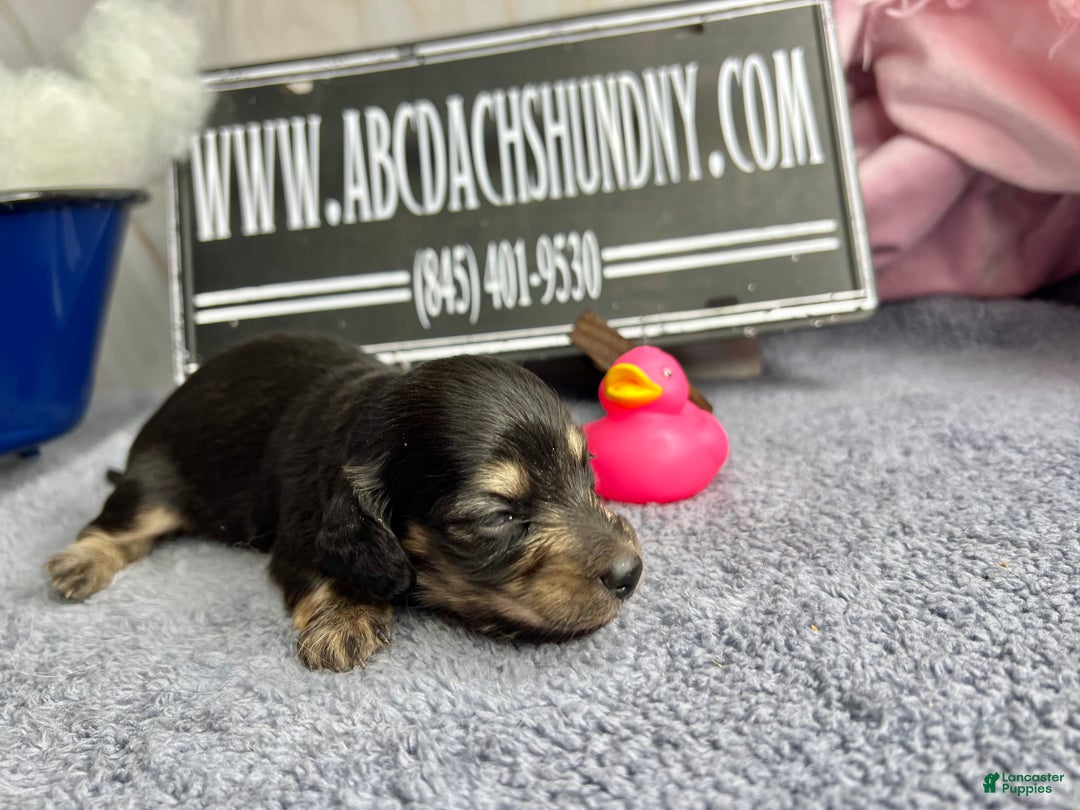 Miniature Dachshund dogs for sale: Black and cream South african - Ad 5