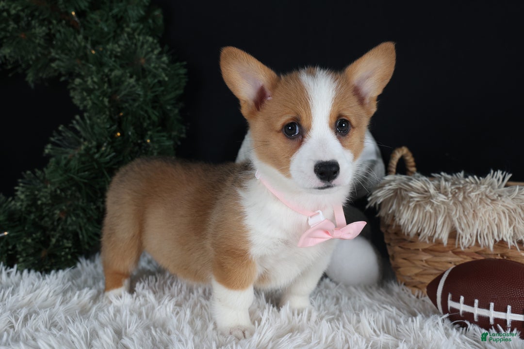 Welsh Corgi Pembroke dogs for sale: Honey - Ad 18