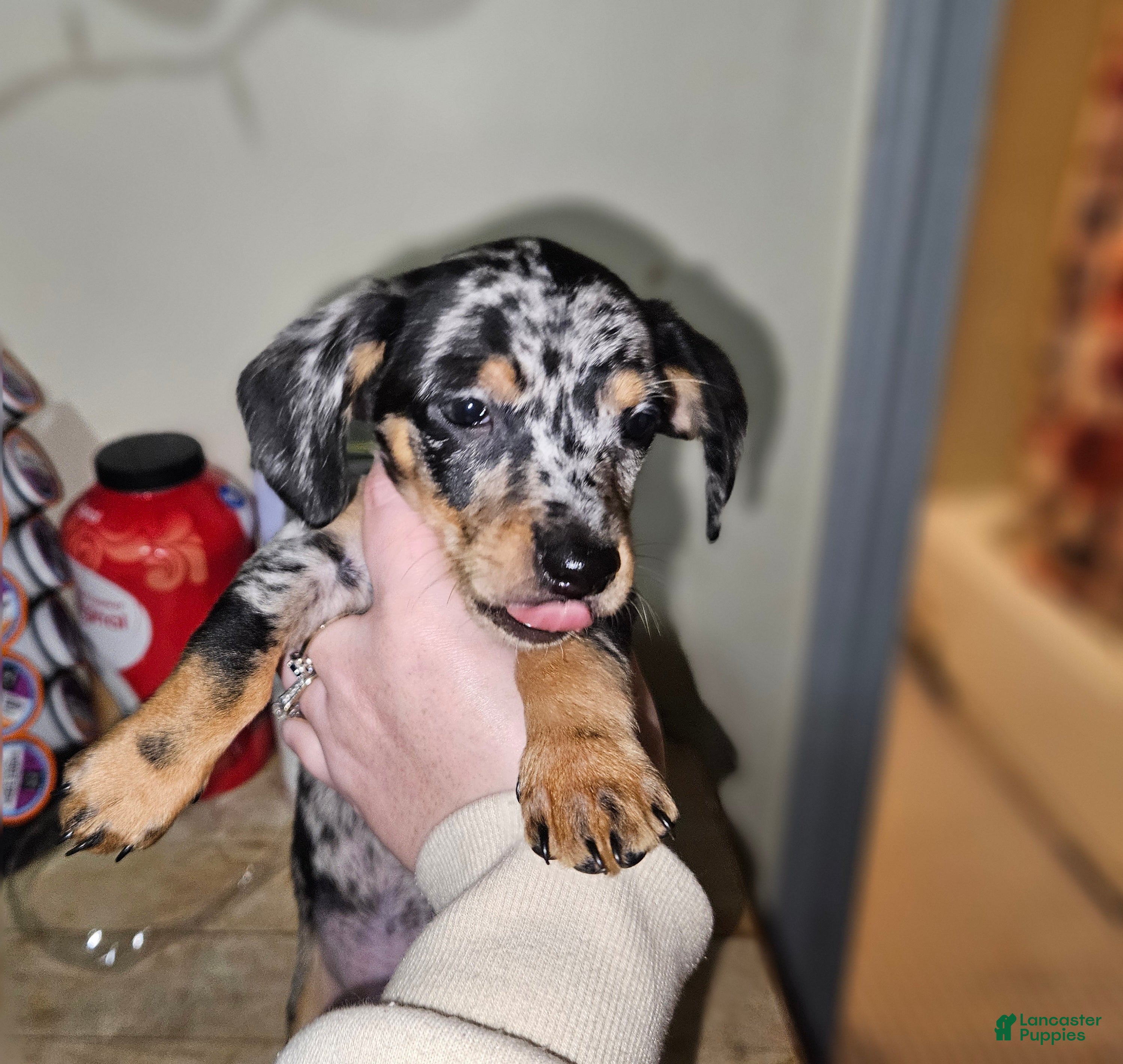 Miniature Dachshund dogs Dapple (cow) - Ad 2