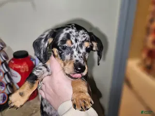 Miniature Dachshund dogs Dapple (cow) - Ad 22