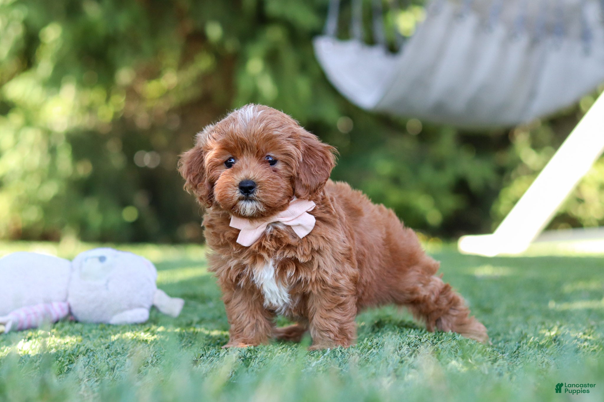Cavapoo dogs Luna - Ad 1