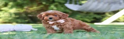 Cavapoo dogs for sale: Luna - Ad 1