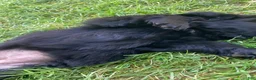 Newfoundland dogs for sale: Sunshine - Ad 13