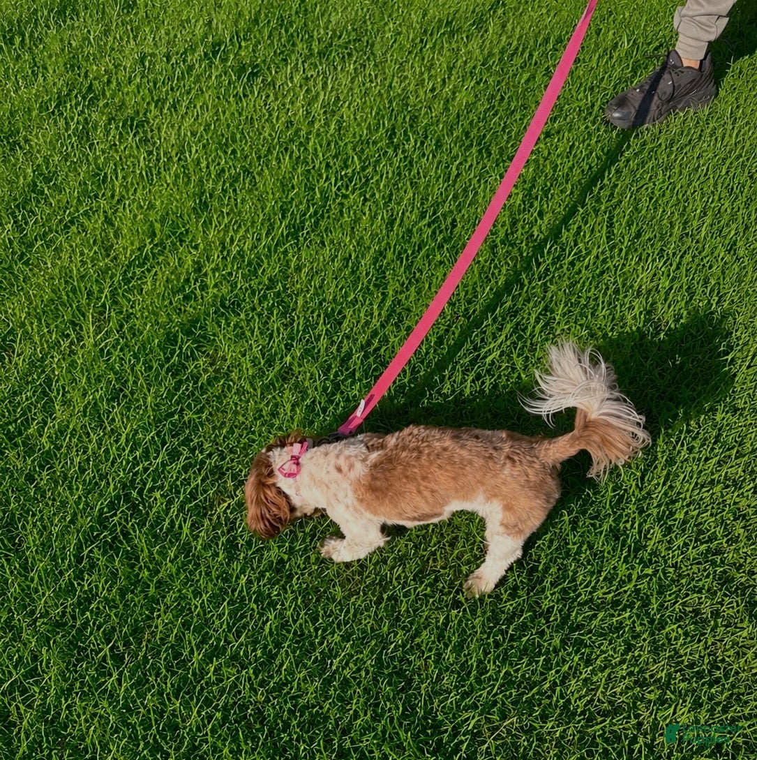 Shih Tzu dogs for sale: Shih Tzu Puppy 1 - Ad 2