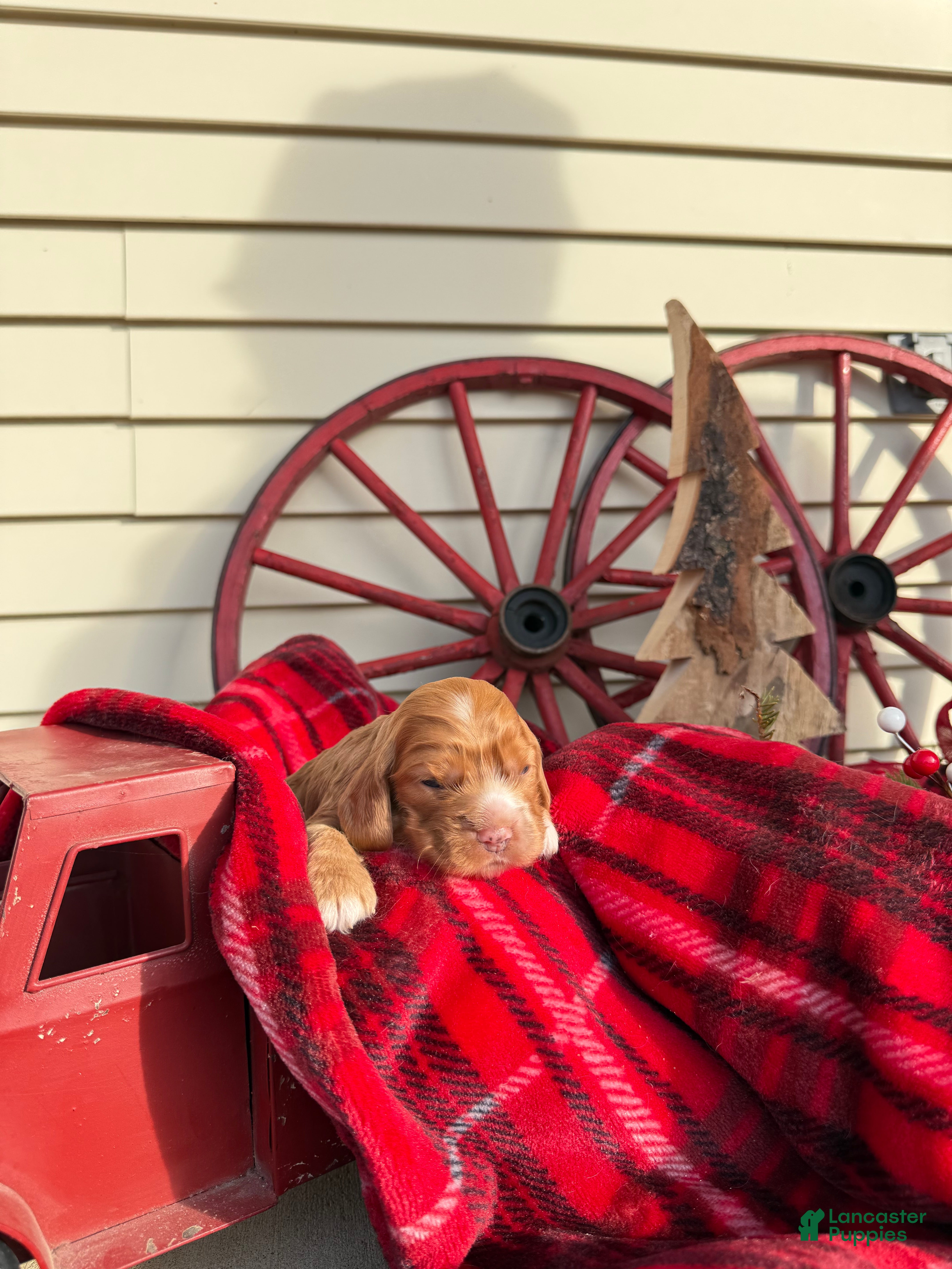 Cocker Spaniel dogs Amelia - Ad 23