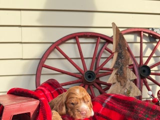 Cocker Spaniel dogs Amelia - Ad 10