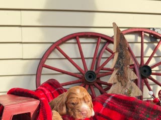 Cocker Spaniel dogs Amelia - Ad 9