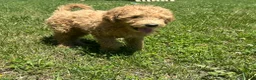 Goldendoodle dogs for sale: Mango - Ad 1
