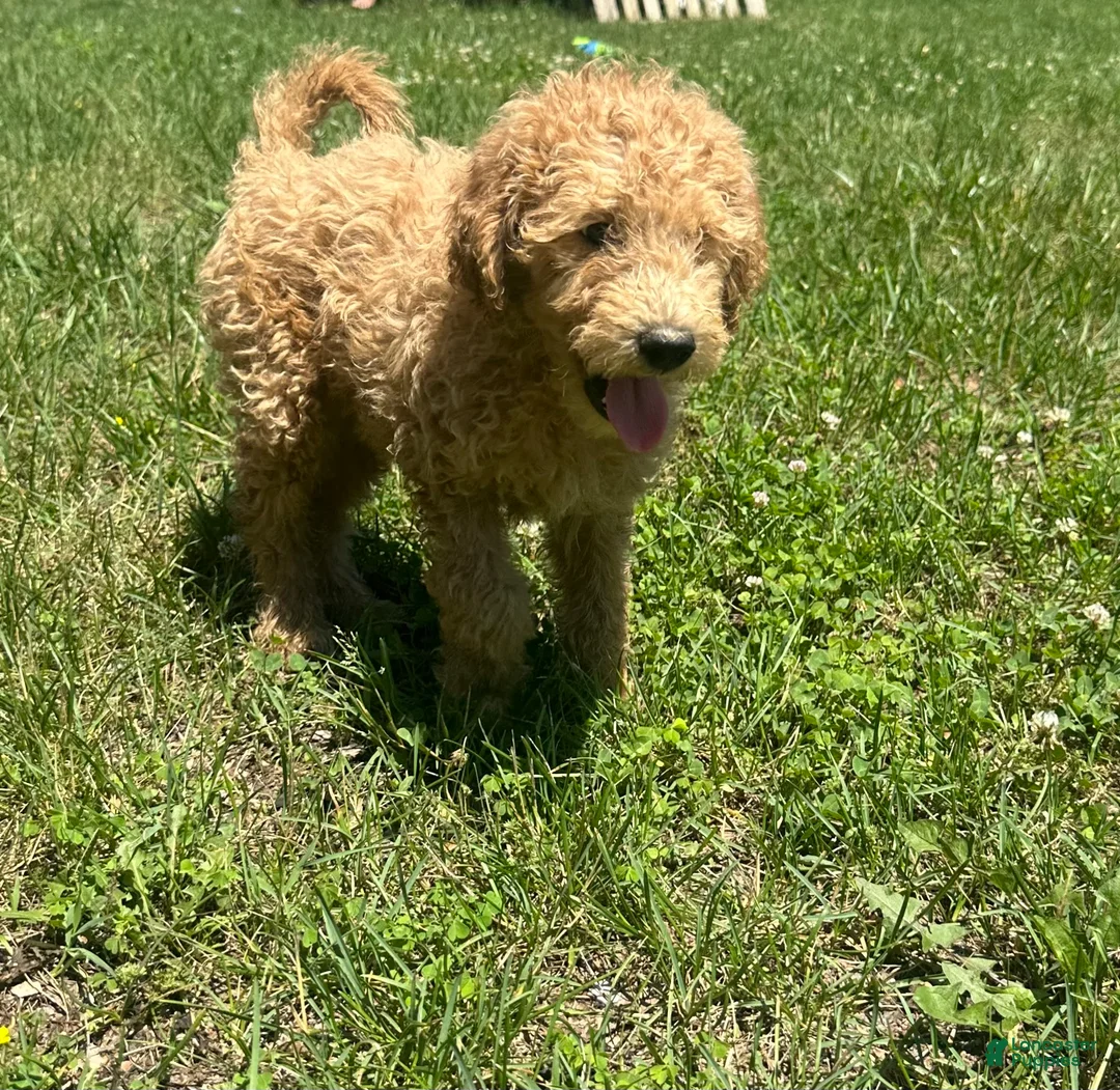 Goldendoodle dogs for sale: Mango - Ad 1