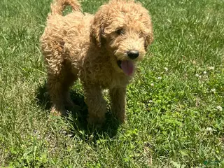 Goldendoodle dogs for sale: Mango - Ad 2