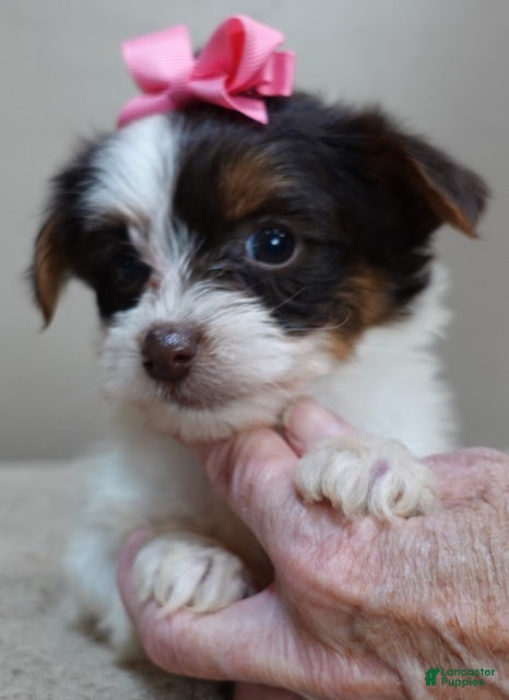 Yorkshire Terrier dogs Kilah - Ad 2