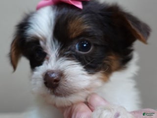 Yorkshire Terrier dogs Kilah - Ad 3