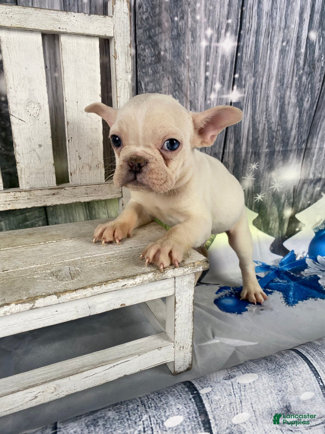 Mixed Breed dogs for sale: Bobby - Ad 10