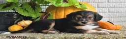 Mixed Breed dogs for sale: Benson - Ad 5