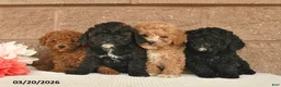 Mixed Breed dogs for sale: Ash  - Ad 3