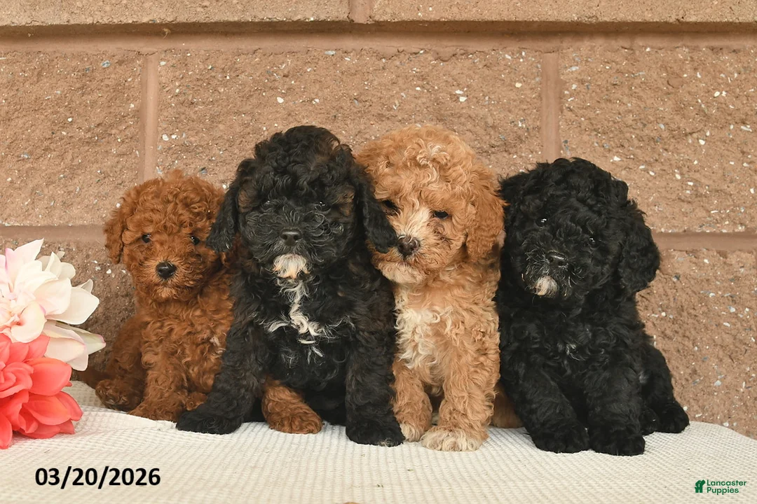 Mixed Breed dogs for sale: Ash  - Ad 3