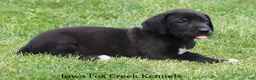 Great Dane dogs for sale: Max - Ad 3
