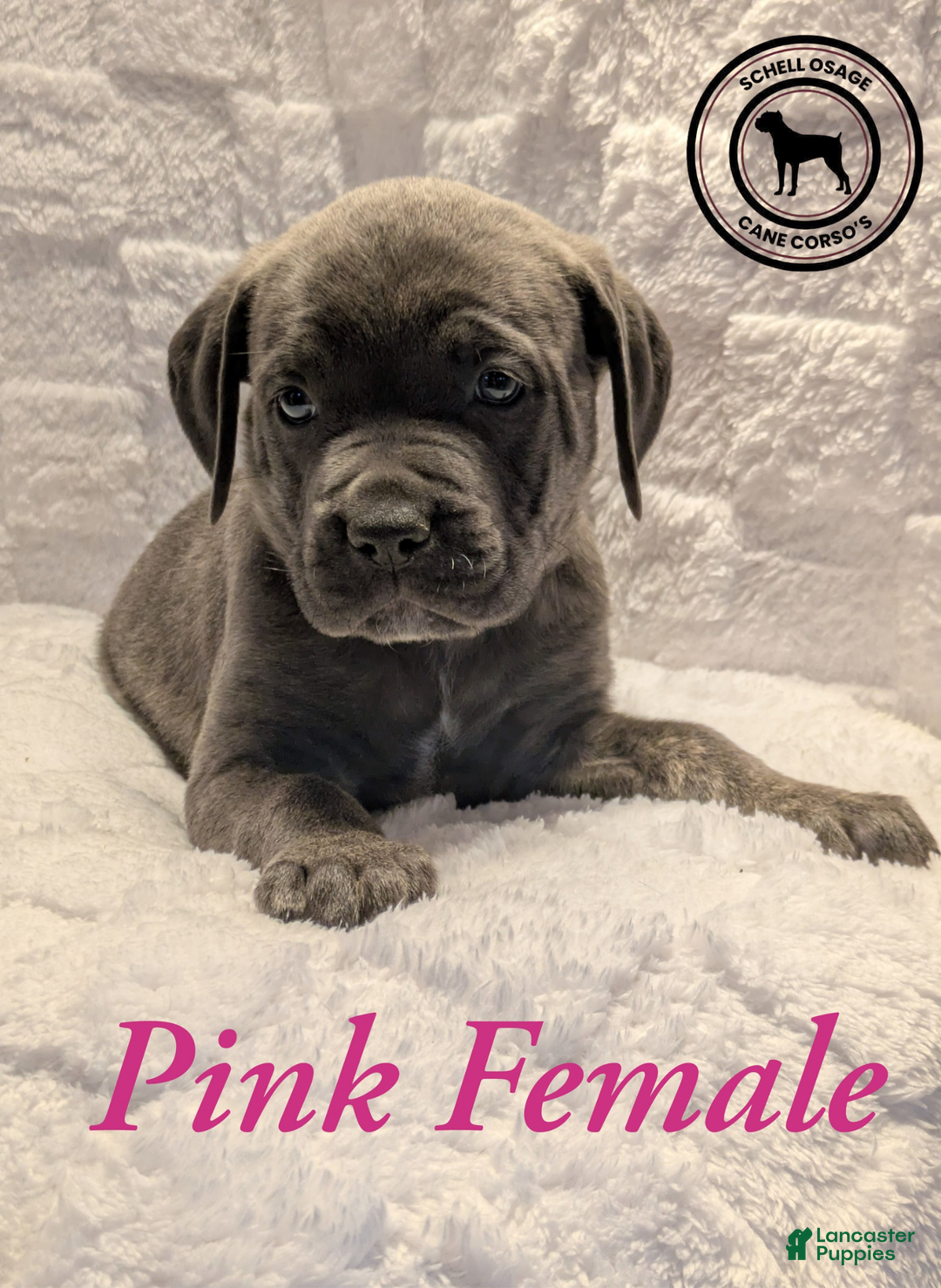 Cane Corso dogs for sale: Pink - Ad 4